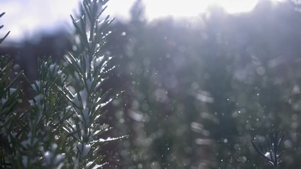 Snow Falling From the Sky Onto the Fir Tree Leaves and Branches alt