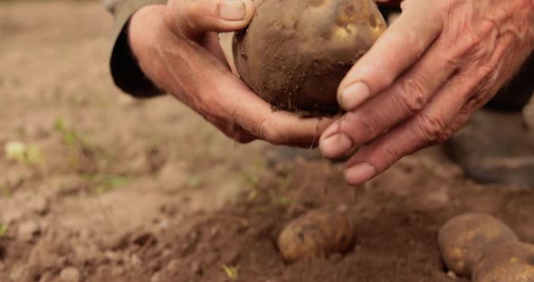 Farmer Inspects His Crop Potatoes Hands Stained Earth alt