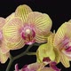 Time-lapse of opening Phalaenopsis KV Charmer orchid - VideoHive Item for Sale