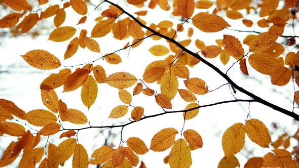 Autumn Nature in Forest. Tree with Orange Leaves Sways in Wind. Slow Motion alt