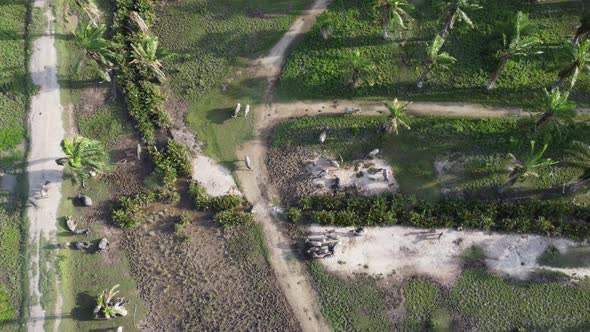Aerial view group of buffaloes walk in farm alt