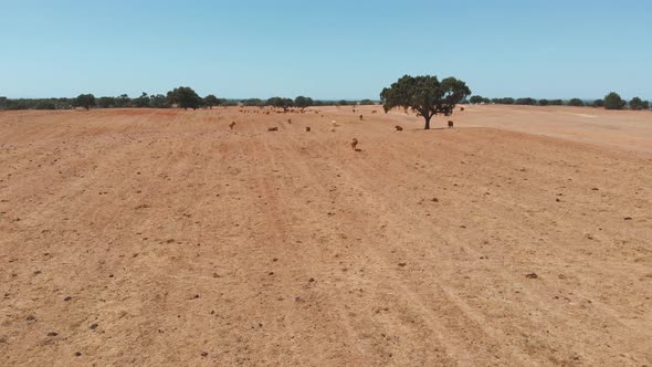 Brown Cows on a Pasture of a Farm, Aerial View alt