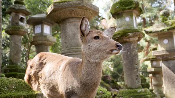 Wild Deer with a Japanese Stone Lanterns in a Kasuga Shrine Covered with Moss alt