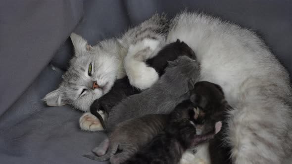 Mom cat next to kittens. Blind newborn kittens on the first day of life alt