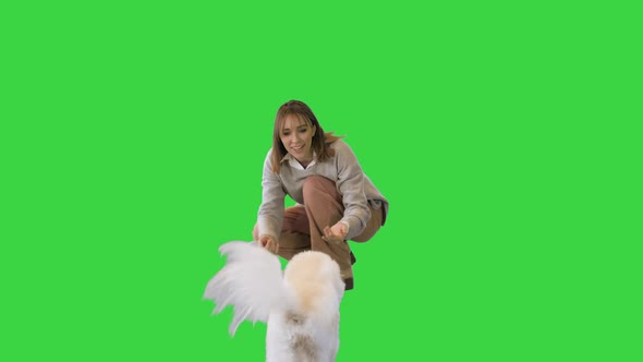 Charming Girl Playing and Hugging with Her Bichon Frise on a Green Screen Chroma Key