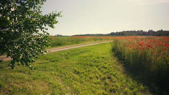 Agricultural field with rapeseed and poppies in summer