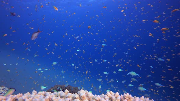 Red Sea Reef Coral Garden alt