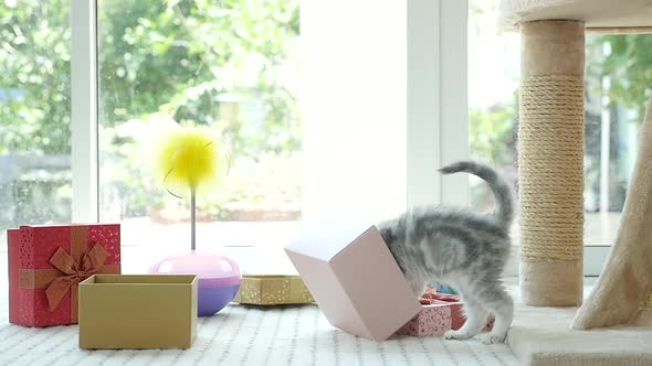 Cute Tabby Kitten Playing In A Gift Box With Christmas Decoration alt