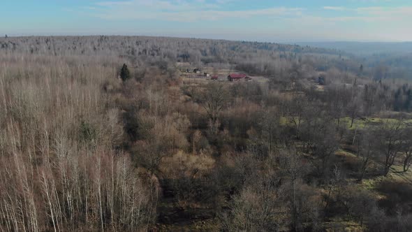 Early Spring in the Forest Trees Without Leaves Gray Sad Forest in Spring alt
