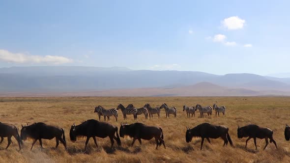 A slow motion clip of a herd wildebeest, Connochaetes taurinus or Gnu marching past Zebra, Equus Qua alt