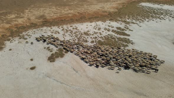 Herd of Sheep in Arid Steppe in Kalmykia Russia