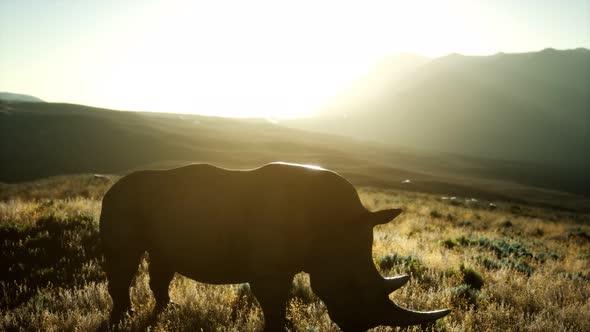 Rhino Standing in Open Area During Sunset alt