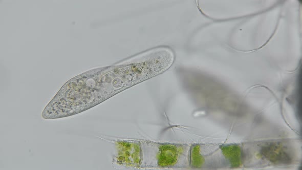 Paramecium Caudatum  alt