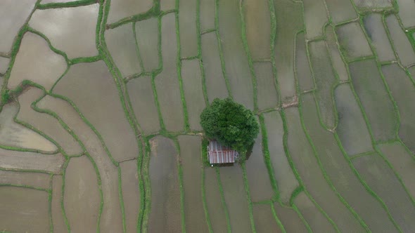 Aerial drone view of agriculture in rice on a beautiful field filled with water alt