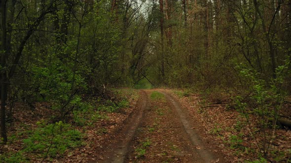 Dirt Road Hiking in Green alt
