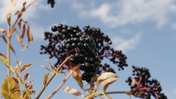 Healthy  Danewort herbaceous elder plant  4K 2160p 30fps UltraHD footage - Sambucus ebulus against b alt