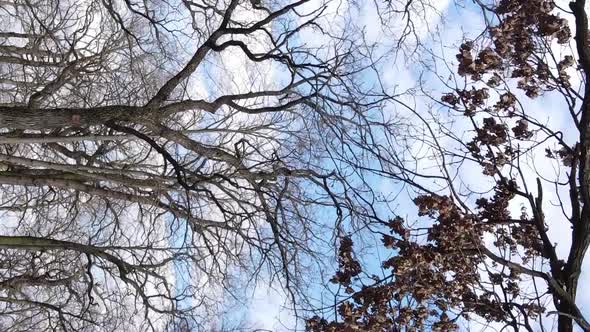 Vertical Video of the Forest with Trees Without Leaves alt
