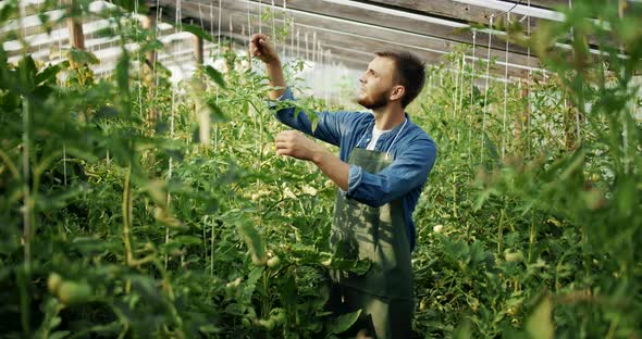 Man Working on Tomato Plant