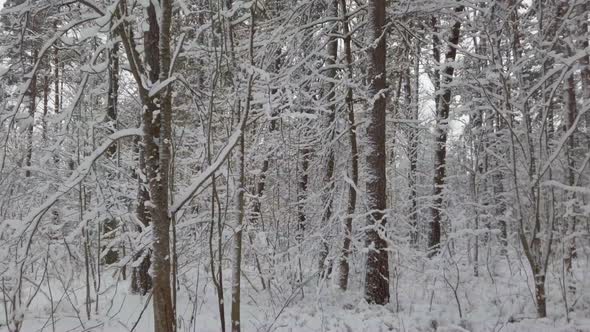 Beautiful winter forest. Fresh white snow in winter forest.