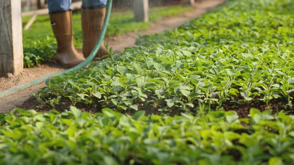 Farmer Watering Seedlings in a Greenhouse