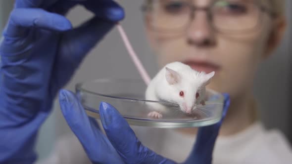 Female Scientist Holding White Rat in Hand Animal Laboratory Testing Discovery