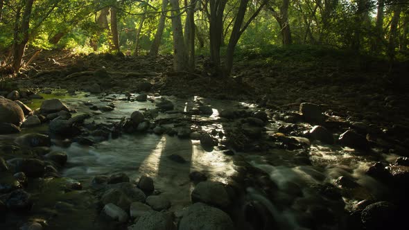 Morning Sun Shining Through Lush Green Forest at Creek Time Lapse alt