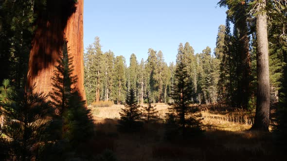 Sequoia Forest Redwood Trees in National Park Northern California USA alt