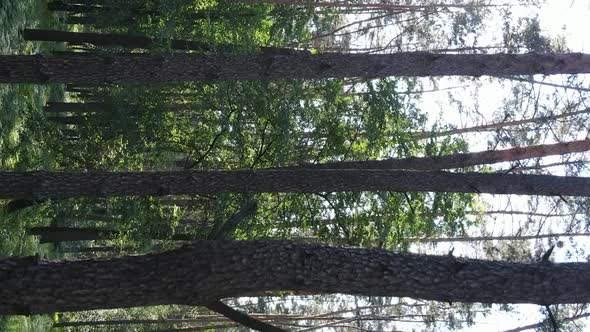 Vertical Video of Forest Landscape in Summer Slow Motion alt