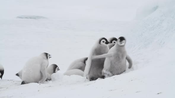 Emperor Penguin Chicks ,Aptenodytes Forsteri, on the Ice in Antarctica