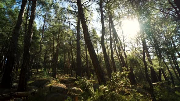 Moving up through a forest floor at sunrise