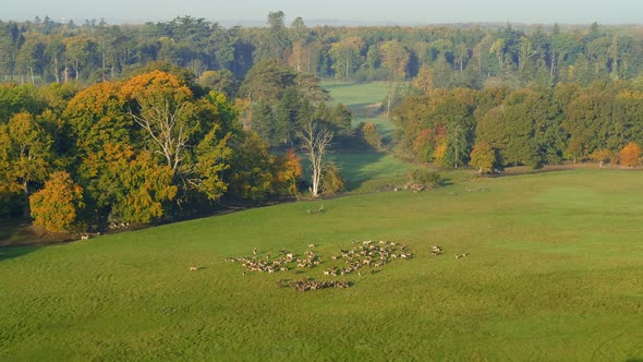 Big Meadow In Sunlight With A Group Of Deers, Drone Stock Footage By Drone Rune alt