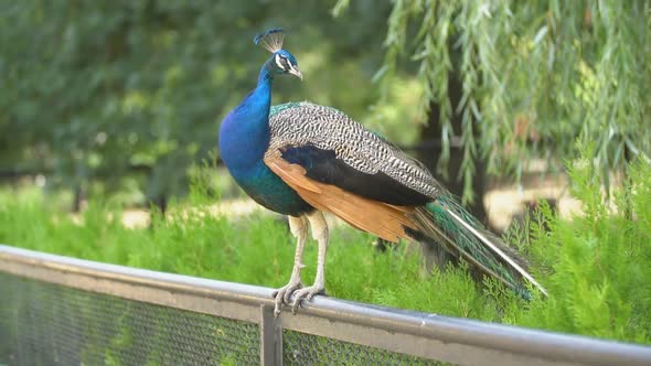 Peacock Stands on the Fence alt