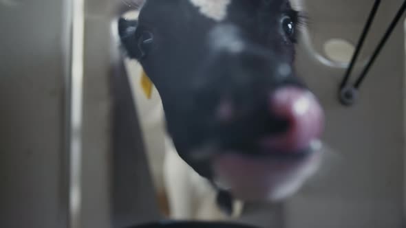 Small Newborn Cow Sniffing Camera Licking in Barn Close Up alt
