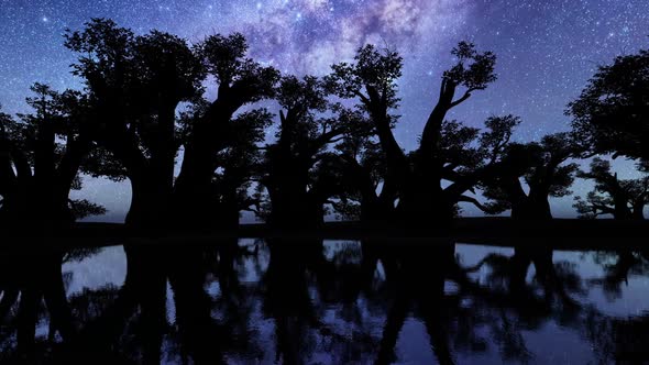 Baobab Tree With Milky Way 