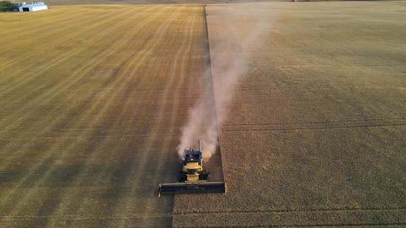 Aerial frontal drone view from above of a modern combine harvester reaping wheat seeds in Alberta, C alt