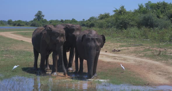 Elephants Splashing Mud in the National Park of Sri Lanka