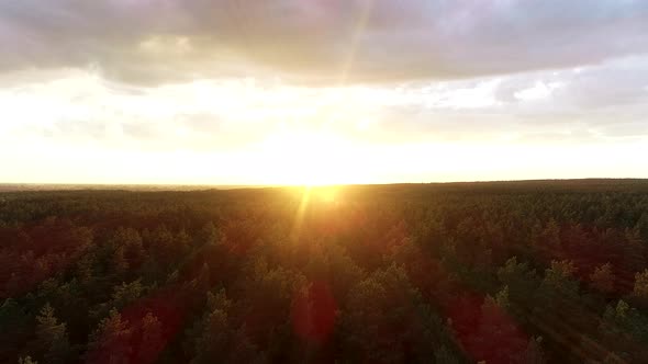 Cinematic Flying Over Autumn Trees Forest at Sunrise Wide Shot alt