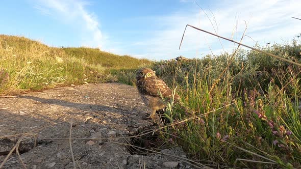 Little owl Athene noctua. The bird stands at its burrow alt
