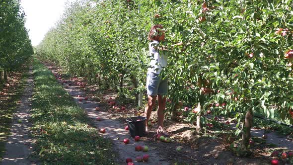Female Seasonal Worker Picks Ripe Juicy Apples in Apple Orchard