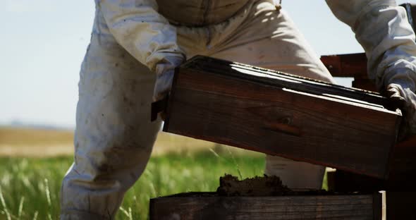 Beekeeper examining beehive alt