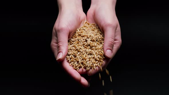 Falling Barley From Hands on Black Background alt