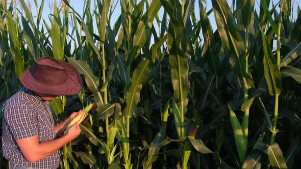 A Young Agronomist Inspects the Corn Crop Against the Backdrop of a Corn Field alt