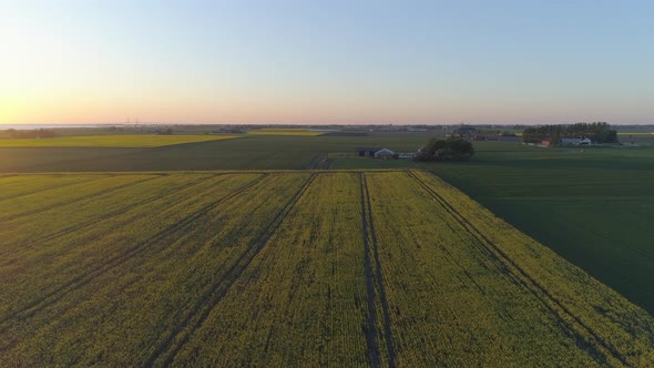 Aerial Flight Over Rapeseed Field at Sunset