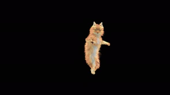 Cat Dancing 4K alt