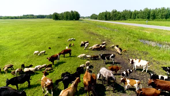 Flock Of Sheep And Cows