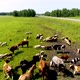 Flock Of Sheep And Cows - VideoHive Item for Sale