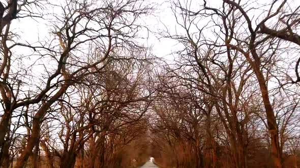 A drive down a country road with overhanging trees during the winter.  There are very few leaves on alt
