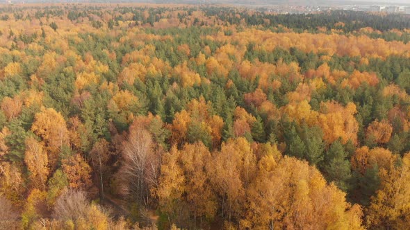Sideways Movement Above Beautiful Autumn Forest with Deciduous and Coniferous Trees