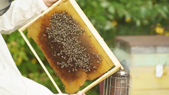 Closeup Hands of Beekeeper in White Protective Suit, He Holds the Frame with a Lot of Honeycombs. alt
