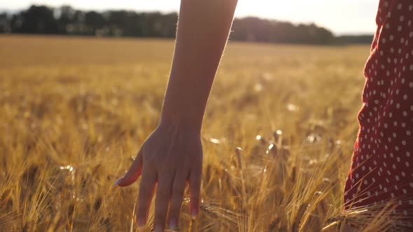 Female Hand Moving Over Ripe Wheat Growing on the Meadow with Sunlight at Background alt